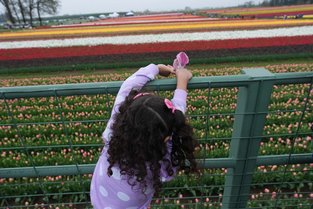 Tulipánová farma v meste Woodburn v štáte Oregon