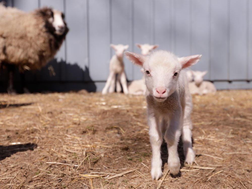 Ovca a jej šesť jahniat na farme v USA  