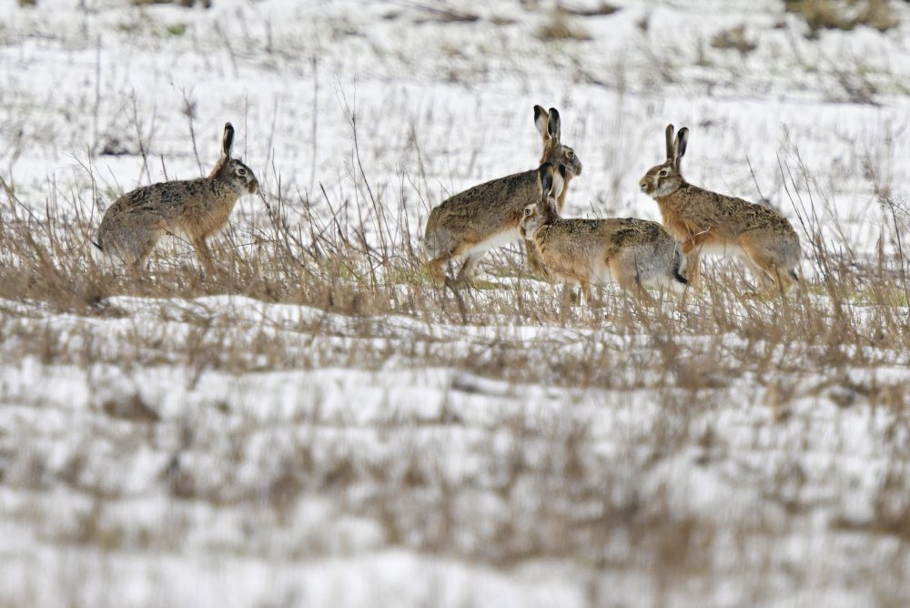 Zajace poľné na poli v obci Oľdza v okrese Galanta 