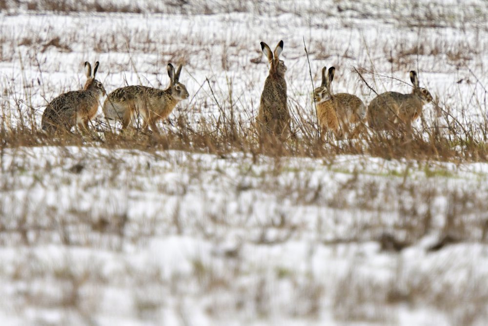 Zajace poľné na poli v obci Oľdza v okrese Galanta 