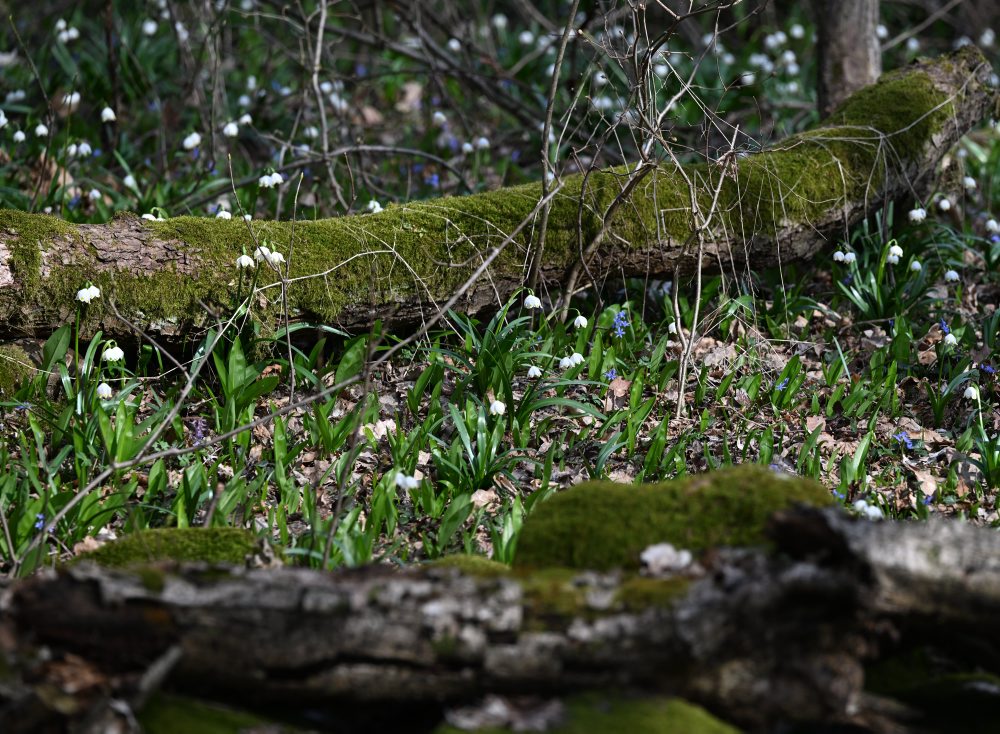 Rozkvitnuté bledule jarné karpatské v NRP Jovsianska hrabina 