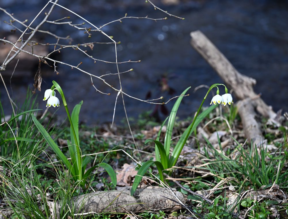 Rozkvitnuté bledule jarné karpatské v NRP Jovsianska hrabina 