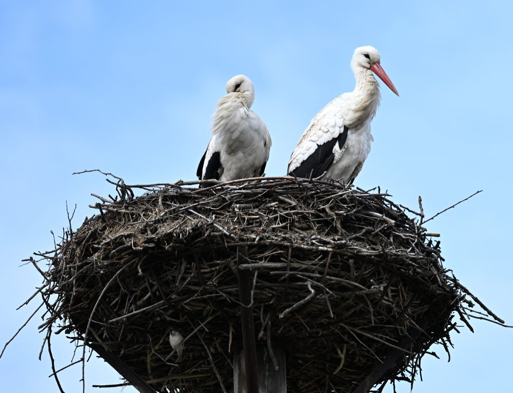 Bociany biele v Zemplínskom Hradišti  