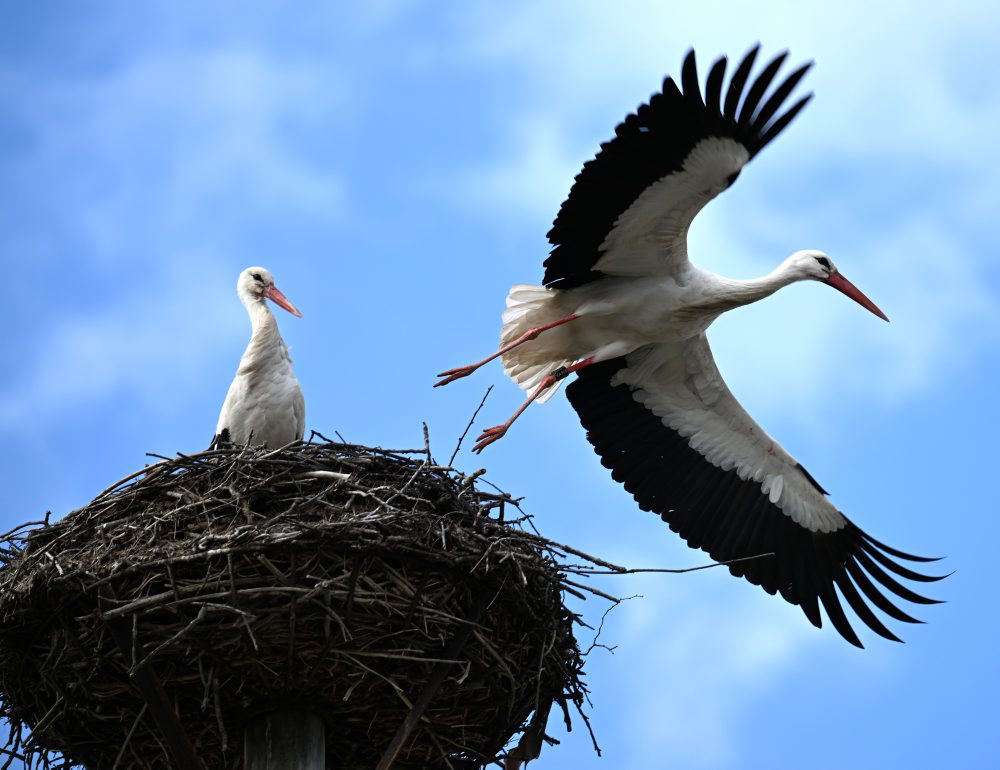 Bociany biele v Zemplínskom Hradišti  