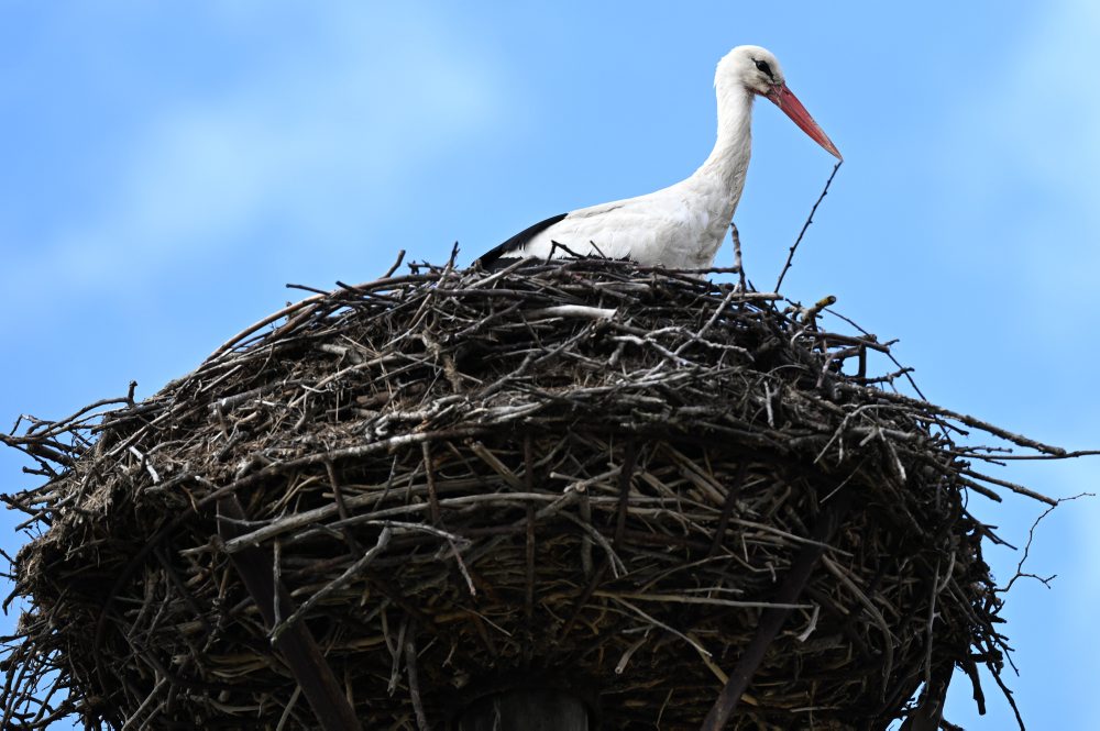 Bociany biele v Zemplínskom Hradišti  