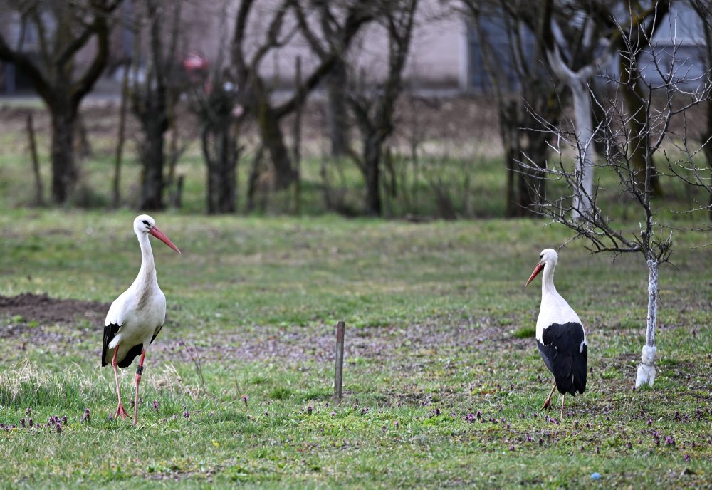 Bociany biele v Zemplínskom Hradišti  