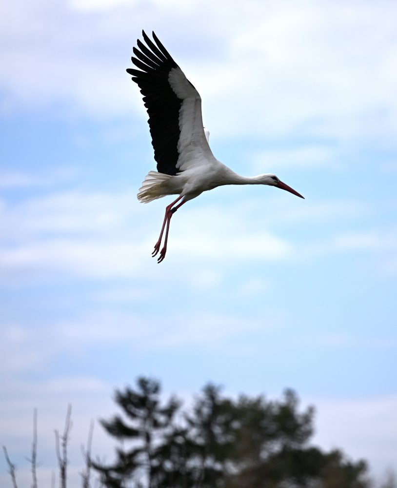Bociany biele v Zemplínskom Hradišti  
