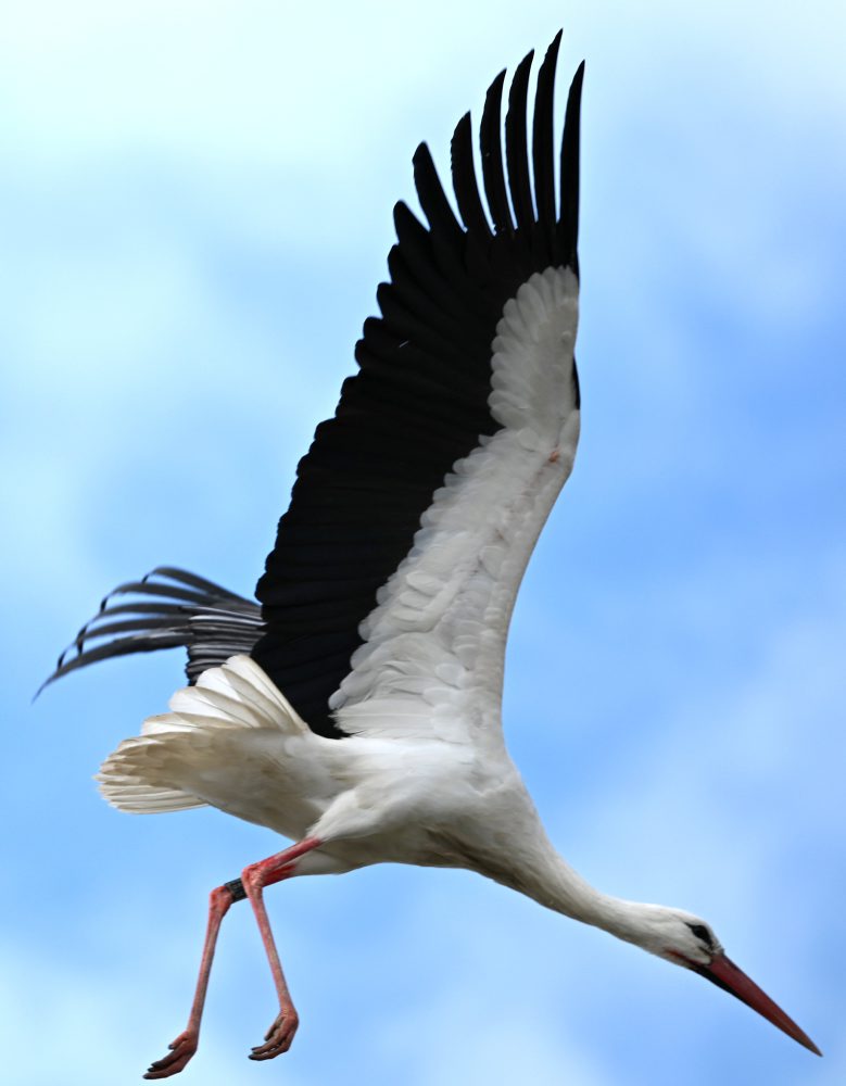 Bociany biele v Zemplínskom Hradišti  