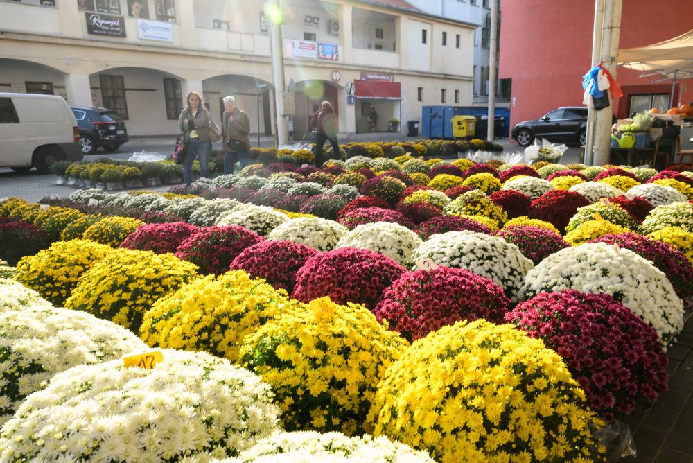 Predaj chryzantém pred Sviatkom všetkých svätých a Pamiatkou zosnulých na tržnici v Nitre