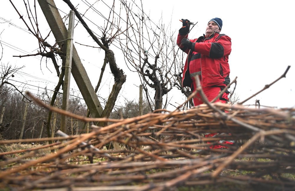 Zimný rez viniča vo vinohrade v Moldave nad Bodvou