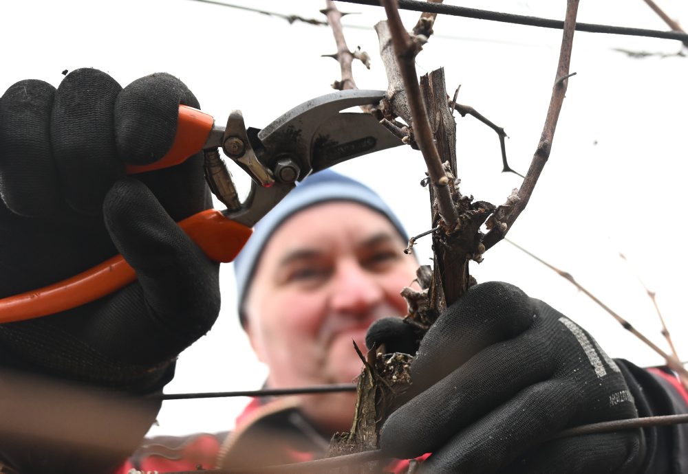 Zimný rez viniča vo vinohrade v Moldave nad Bodvou