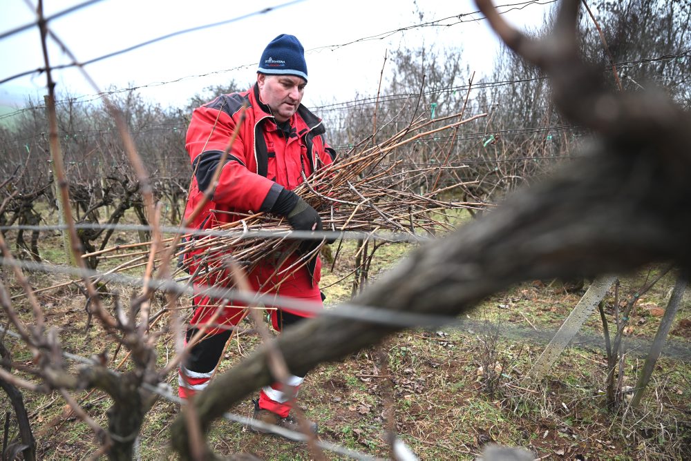 Zimný rez viniča vo vinohrade v Moldave nad Bodvou