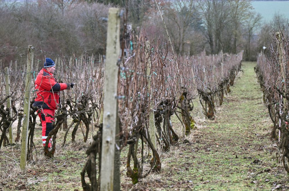 Zimný rez viniča vo vinohrade v Moldave nad Bodvou