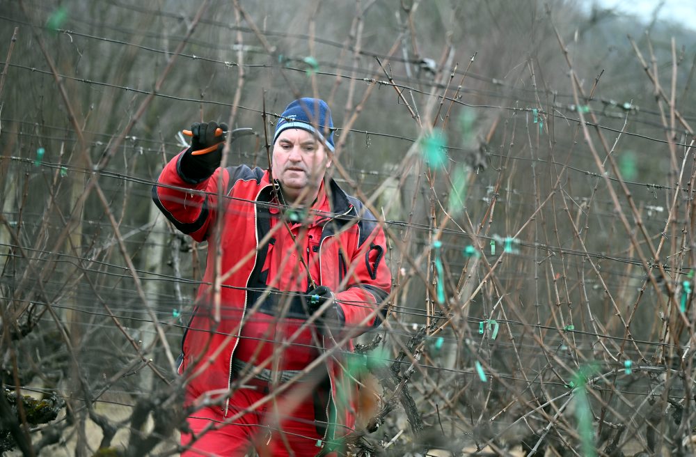 Zimný rez viniča vo vinohrade v Moldave nad Bodvou