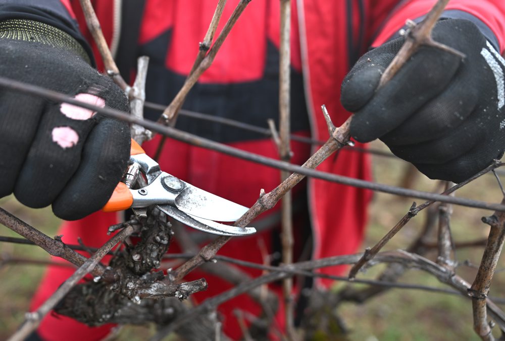 Zimný rez viniča vo vinohrade v Moldave nad Bodvou
