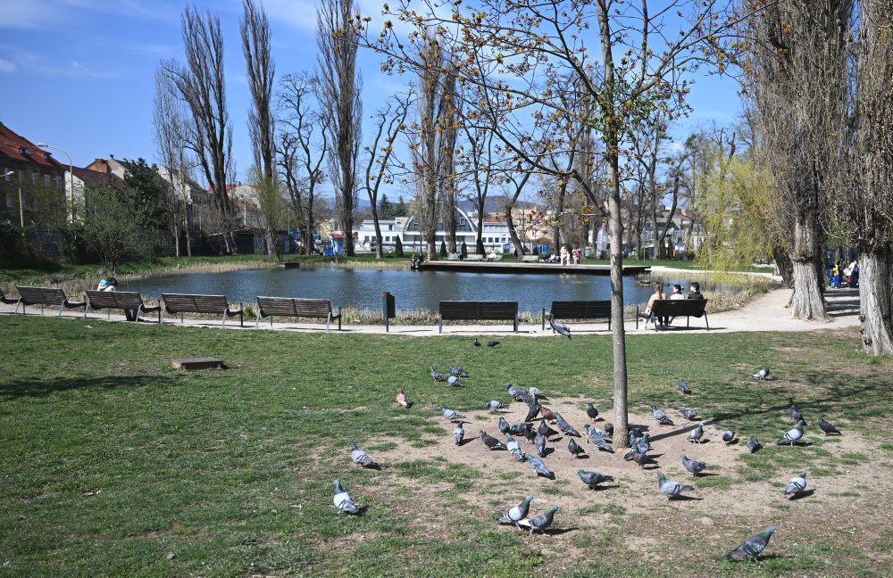 Jazero v košickom Mestskom parku