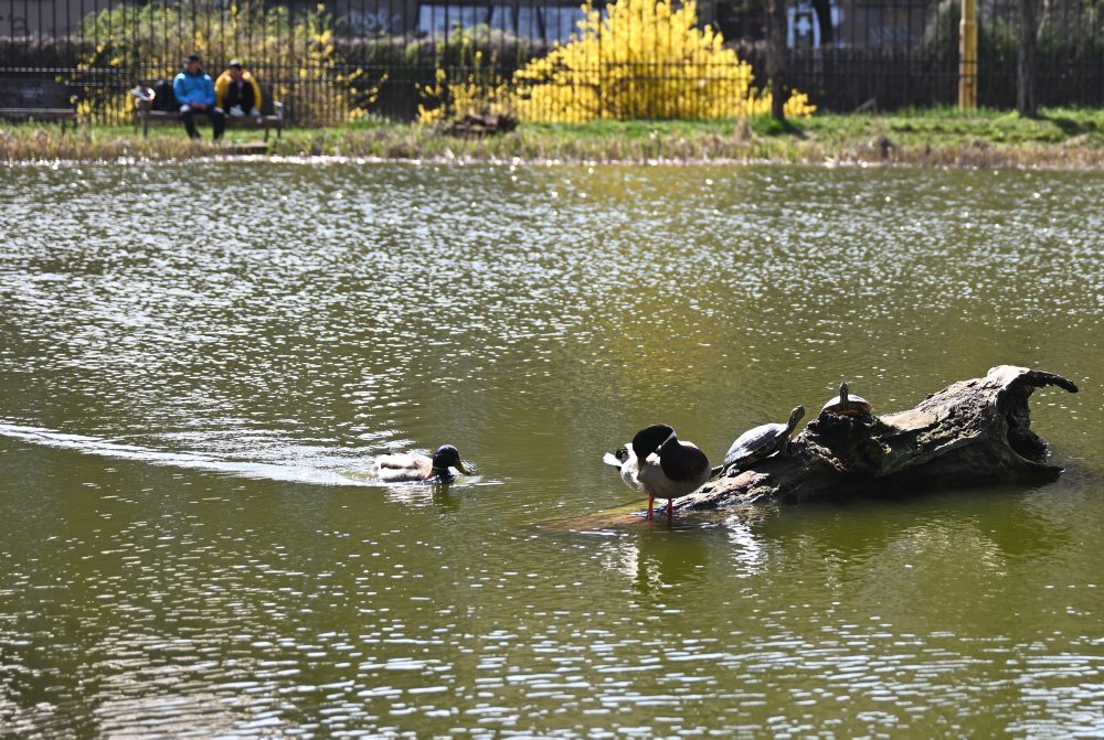 Jazero v košickom Mestskom parku