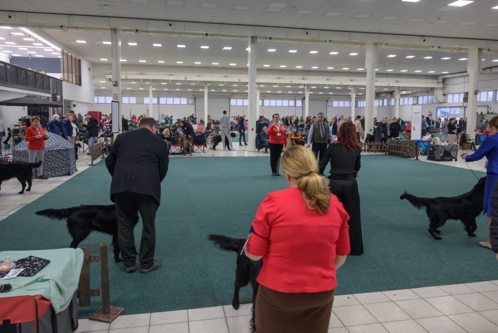 Výstava psov v Nitre