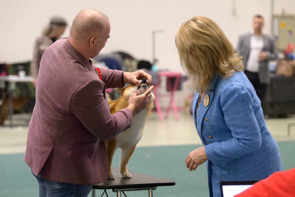 Výstava psov v Nitre