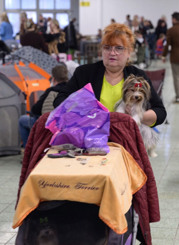 Výstava psov v Nitre