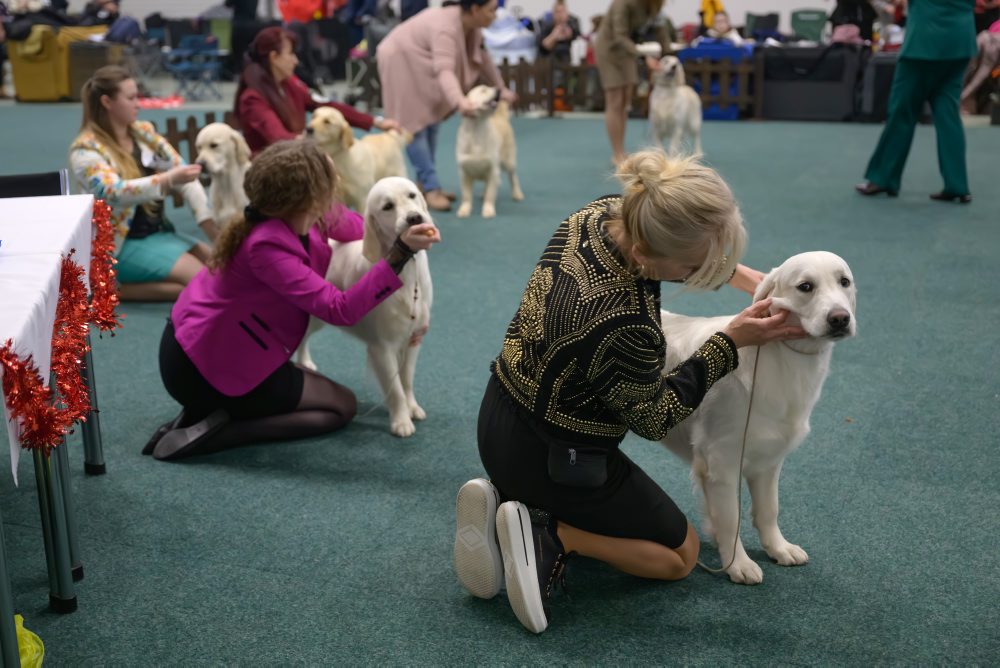 Výstava psov v Nitre