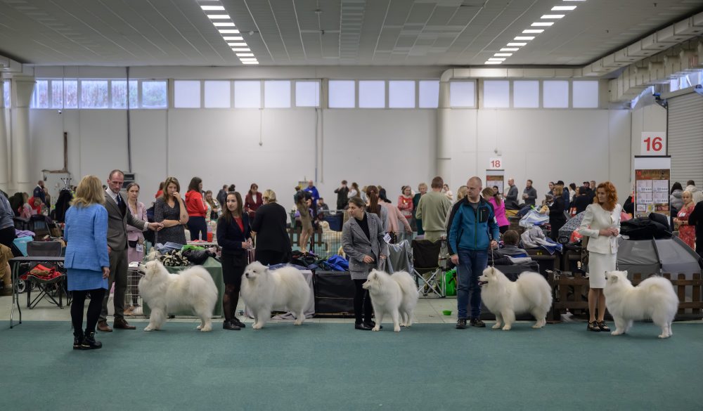 Výstava psov v Nitre