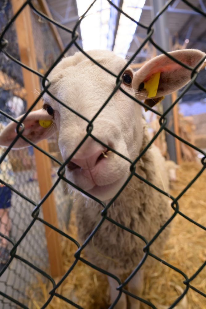 51. ročník medzinárodnej poľnohospodárskej a potravinárskej výstavy Agrokomplex v Nitre 