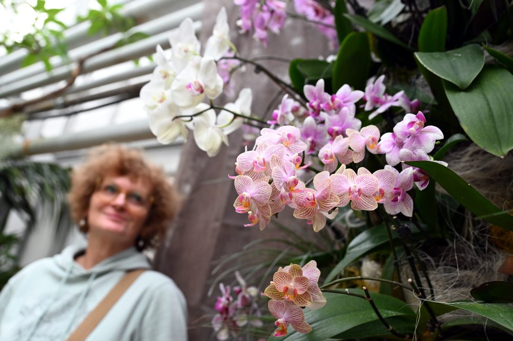 Výstava orchideí pod názvom Orchidey - skvosty v ríši rastlín v Botanickej záhrade Univerzity Pavla Jozefa Šafárika v Košiciach