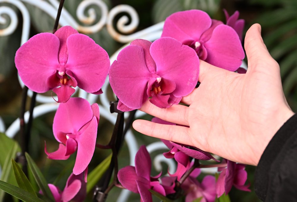 Výstava orchideí pod názvom Orchidey - skvosty v ríši rastlín v Botanickej záhrade Univerzity Pavla Jozefa Šafárika v Košiciach