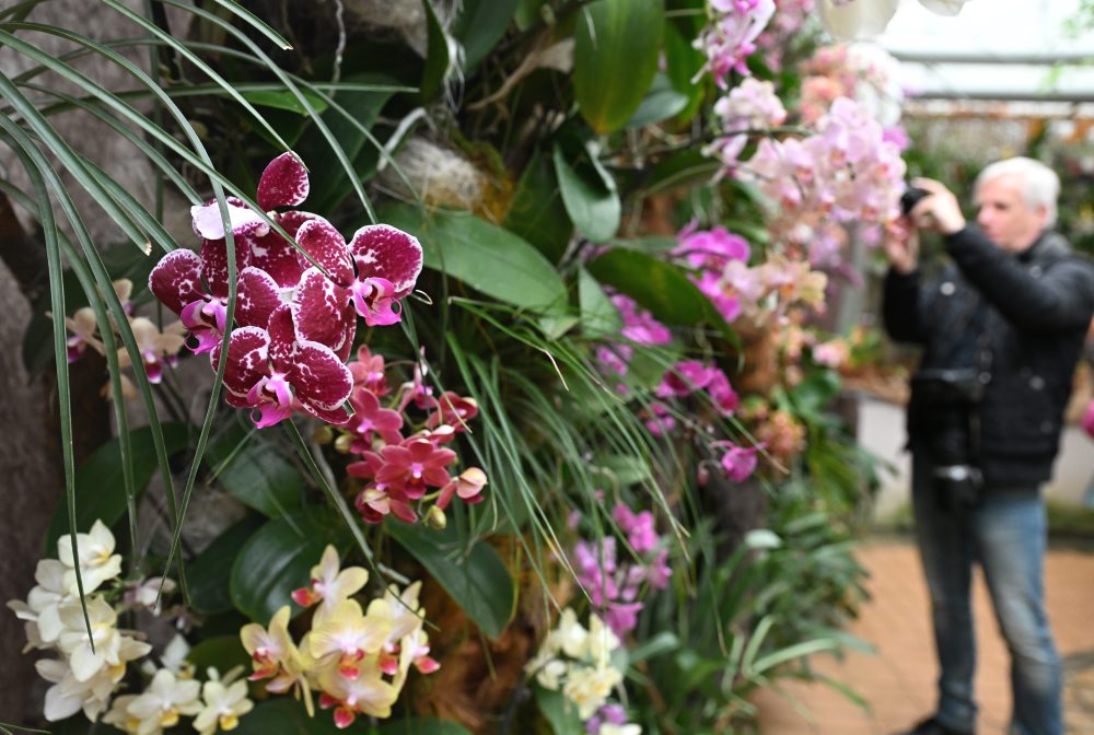 Výstava orchideí pod názvom Orchidey - skvosty v ríši rastlín v Botanickej záhrade Univerzity Pavla Jozefa Šafárika v Košiciach