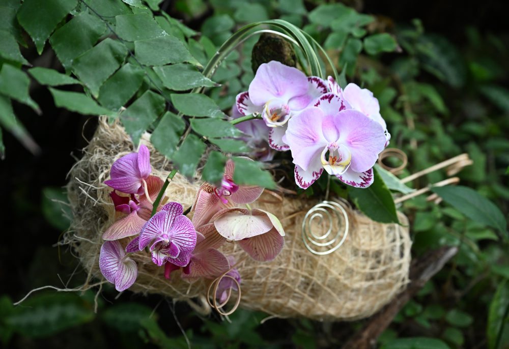 Výstava orchideí pod názvom Orchidey - skvosty v ríši rastlín v Botanickej záhrade Univerzity Pavla Jozefa Šafárika v Košiciach