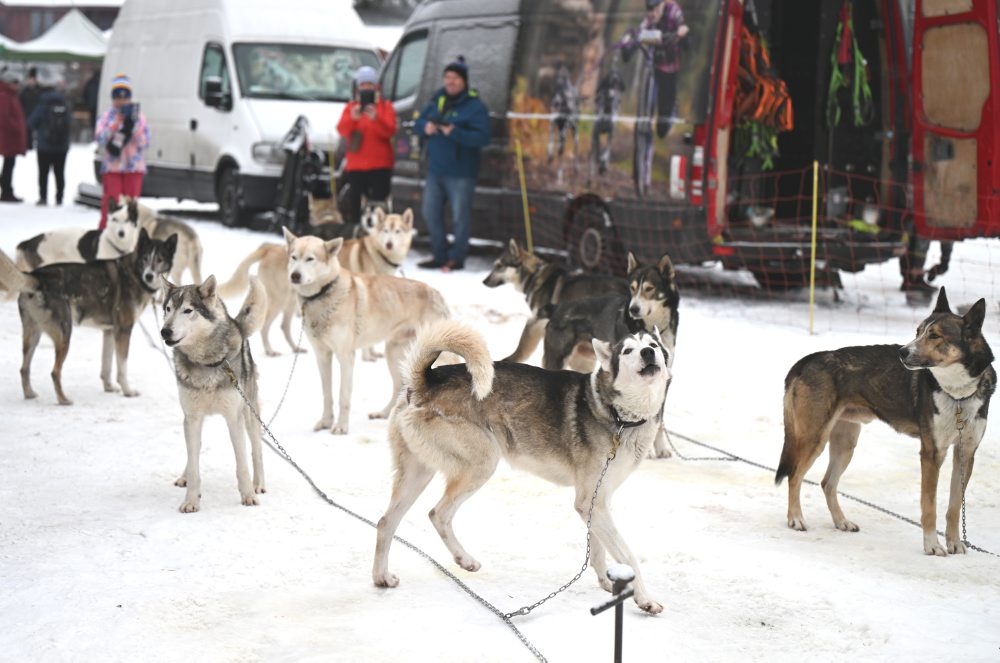 Medzinárodné preteky psích záprahov v areáli bežeckého lyžovania pri Stratenej