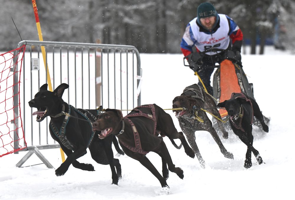 Medzinárodné preteky psích záprahov v areáli bežeckého lyžovania pri Stratenej