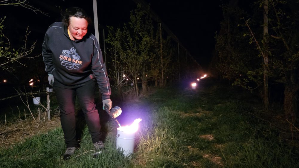 Ochrana úrody pred mrazmi v broskyňovom sade pri Pribete