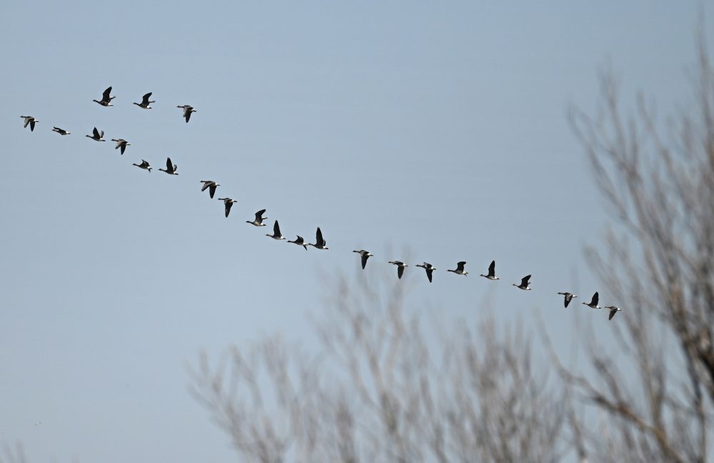 Vítanie migrujúcich vtákov na Senianskych rybníkoch pri obci Senné v okrese Michalovce
