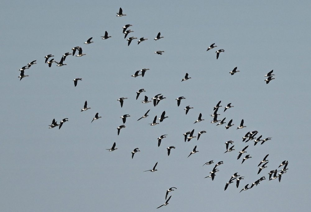 Vítanie migrujúcich vtákov na Senianskych rybníkoch pri obci Senné v okrese Michalovce