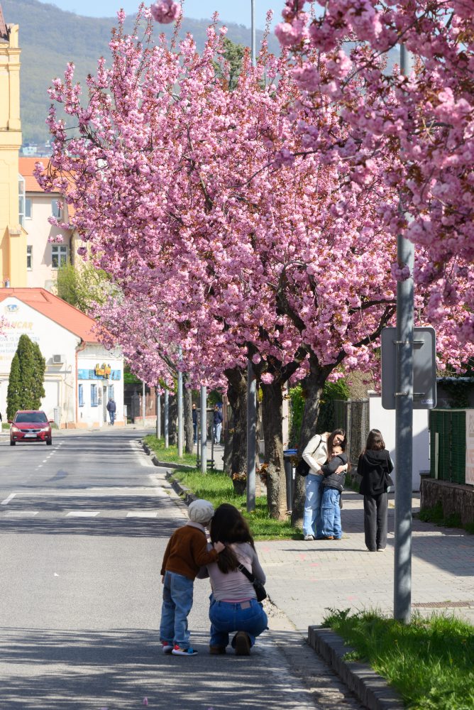 Rozkvitnuté čerešne pílkaté (Prunus serrulata), známe aj pod menom sakury ozdobné v Nitre