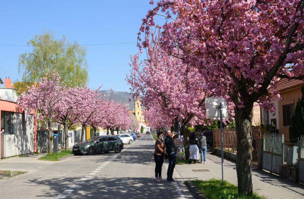 Rozkvitnuté čerešne pílkaté (Prunus serrulata), známe aj pod menom sakury ozdobné v Nitre