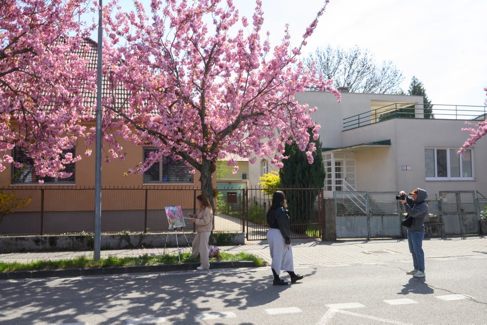 Rozkvitnuté čerešne pílkaté (Prunus serrulata), známe aj pod menom sakury ozdobné v Nitre