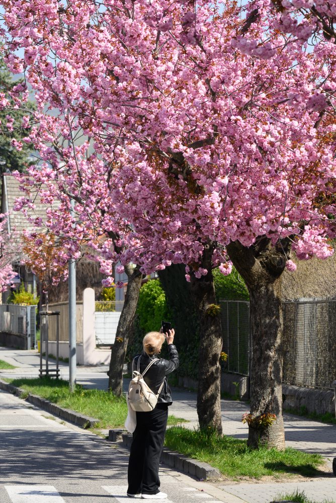 Rozkvitnuté čerešne pílkaté (Prunus serrulata), známe aj pod menom sakury ozdobné v Nitre