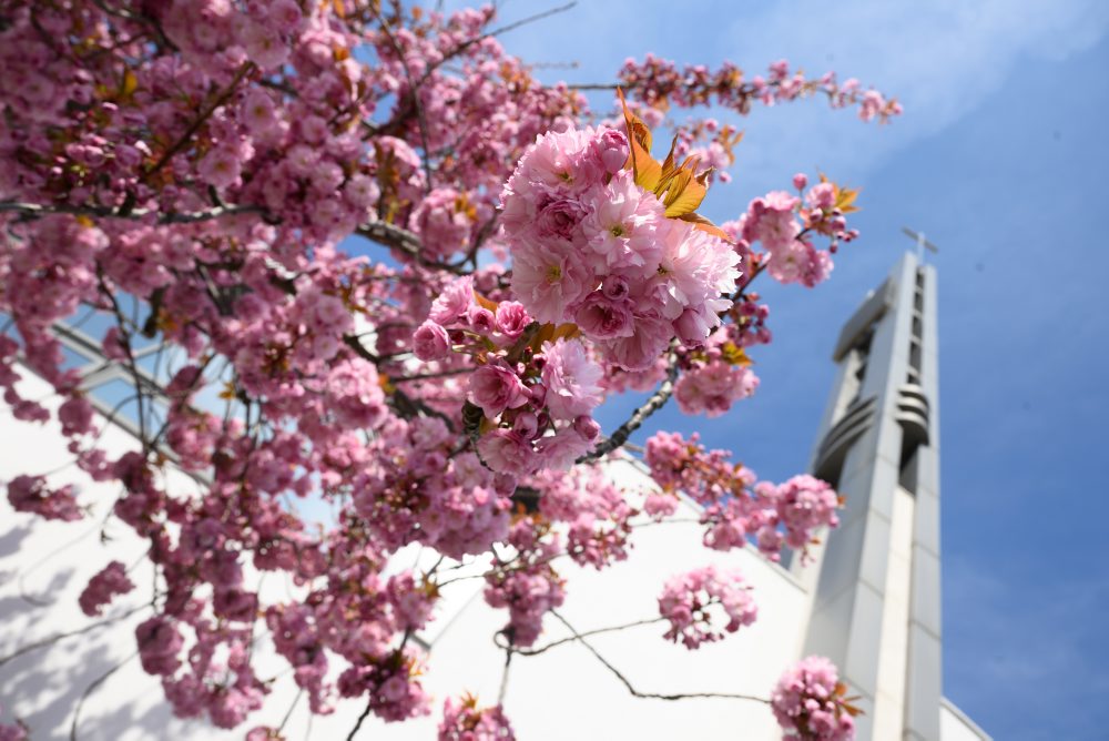 Rozkvitnuté čerešne pílkaté (Prunus serrulata), známe aj pod menom sakury ozdobné v Nitre
