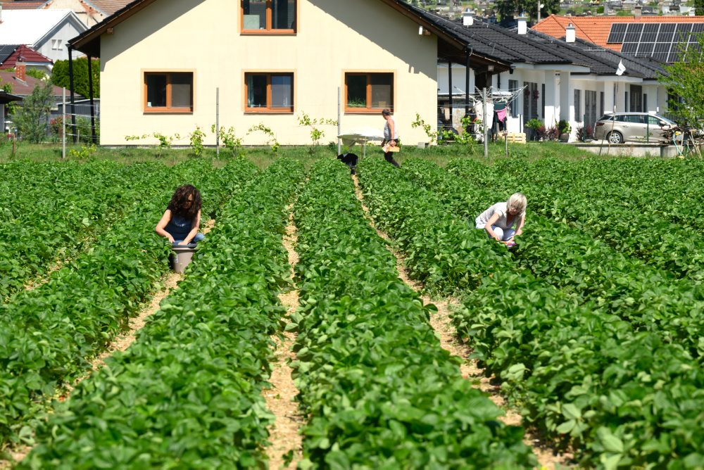 Samozber jahôd v Partizánskom 