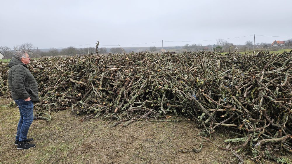Klčovanie infikovaného viniča v obci Strekov