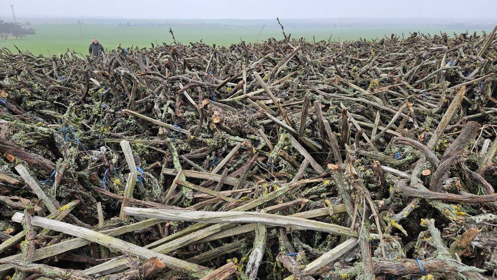 Klčovanie infikovaného viniča v obci Strekov