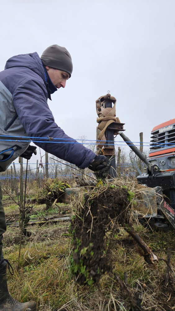 Klčovanie infikovaného viniča v obci Strekov