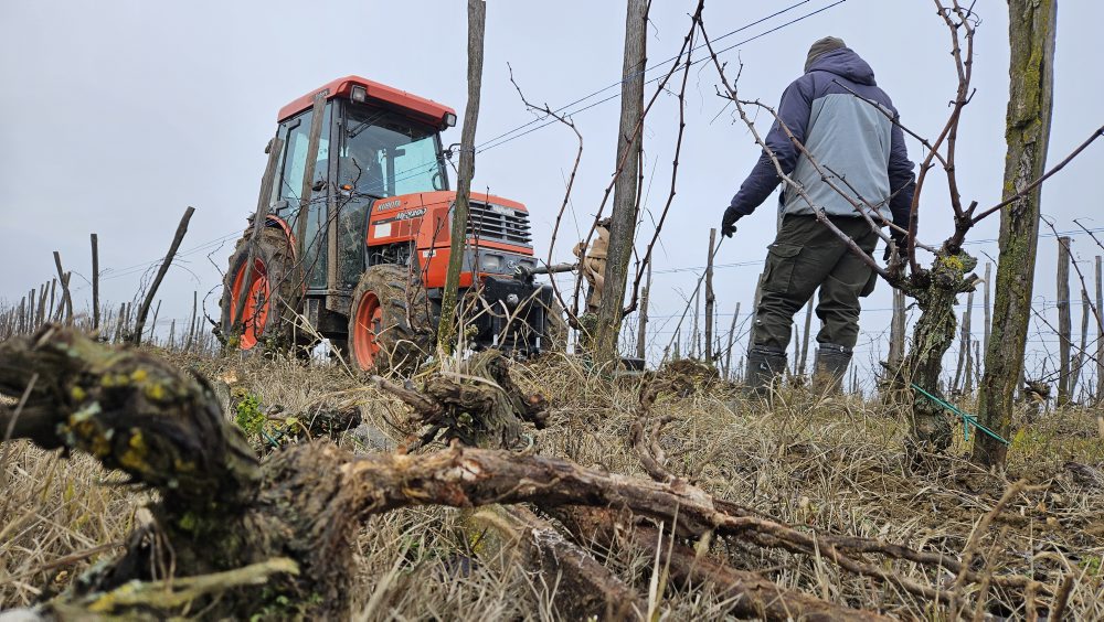 Klčovanie infikovaného viniča v obci Strekov