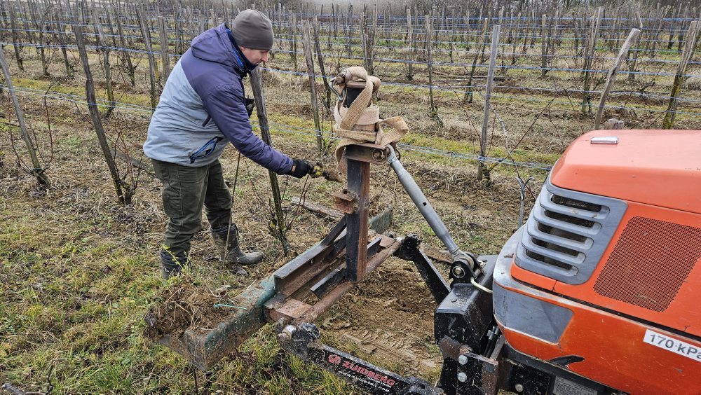 Klčovanie infikovaného viniča v obci Strekov