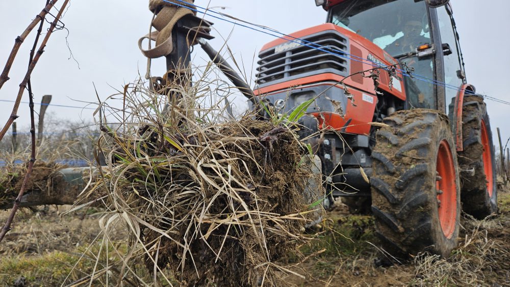 Klčovanie infikovaného viniča v obci Strekov