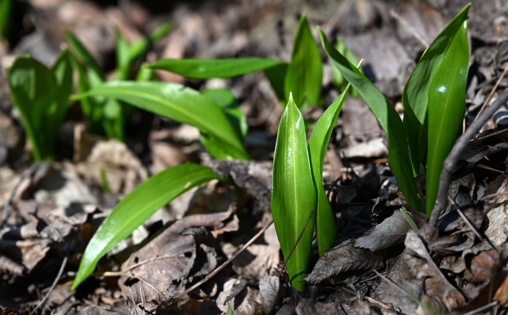 Medvedí cesnak v historickom parku v Trebišove