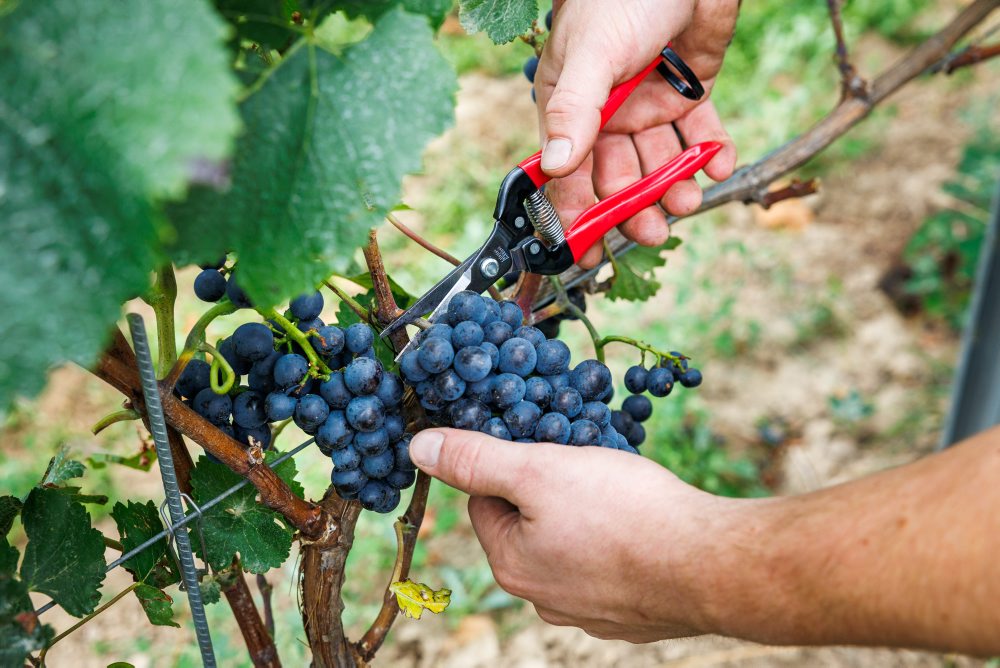 Nemeckí vinári čelia najväčšej kríze za posledné desaťročia